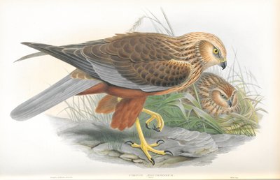 Illustration of Circus Aeruginosus (Marsh-Harrier) by John Gould